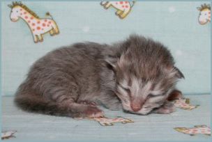 Female Siberian Kitten from Deedlebug Siberians